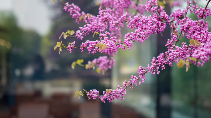 Colourful flowers in bloom on McMaster campus.