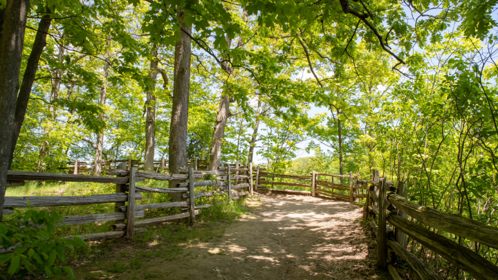 Cootes Paradise walkway.